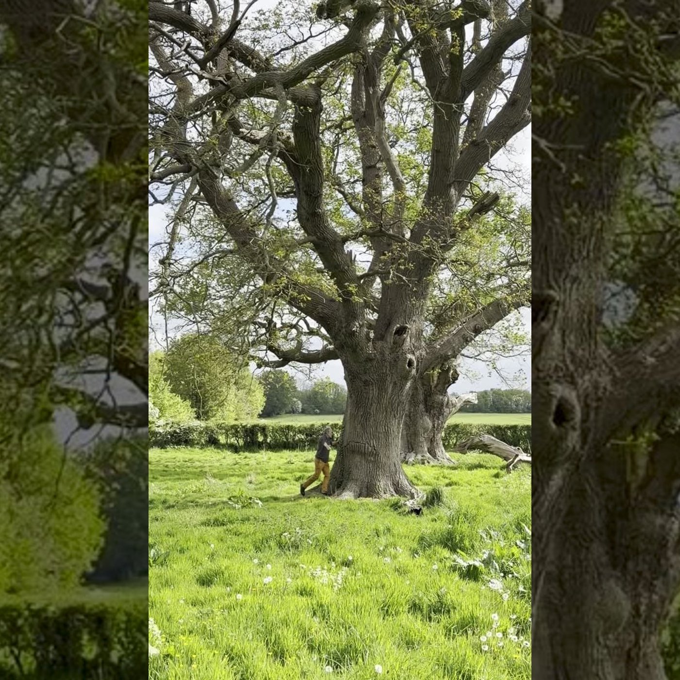 Bill measures a tree episode artwork